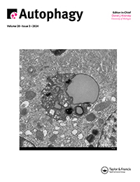 Cover image for Autophagy, Volume 20, Issue 3