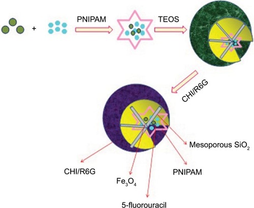 Figure 7 Smart multifunctional magnetic nanoparticle-based drug delivery system for cancer thermo-chemotherapy and intracellular imaging.Note: Data from Shen et al.Citation109Abbreviations: CHI, chitosan; PNIPAM, poly(N-isopropylacrylamide); TEOS, tetraethyl orthosilicate.