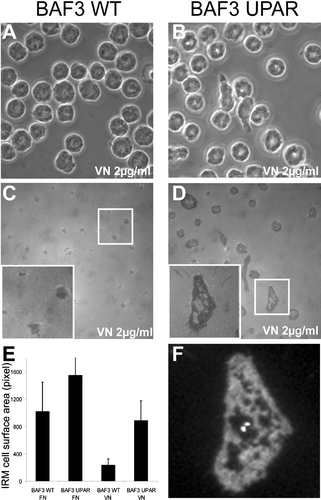 Figure 3 Determination of cell-substrate contact area by interference reflection microscopy (IRM). Control (a and c) and uPAR transfected (b, d, and f) BAF3 cells were plated onto 2-μ g/mL VN or 10-μ g/mL FN for one hour. After fixation, cells were imaged by phase contrast (a and b) and IRM (c and d). The inserts in (c) and (d) show a magnified view of the boxed area in (c) and (d), respectively. (e) Quantification of cell/surface contact area from IRM images (n > 100 cells). The error bars represent the standard deviation of the measured surface areas. (f) Anti-uPAR immunohistochemistry of the cell from insert in (d). The width of the fields in (a)–(d) corresponds to 85 μ m.