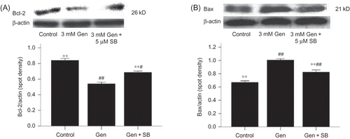 Figure 8.  Effects of SB203580 on Bcl-2 and Bax protein expression. The values are mean ± SD (n = 3).Notes: **p < 0.01 versus Gen treatment. #p < 0.05 versus control. ##p < 0.01 versus control.
