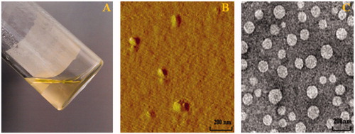 Figure 4. The external physical properties (A), AFM (B), TEM (C) of oHM nanoparticles (oHMN).