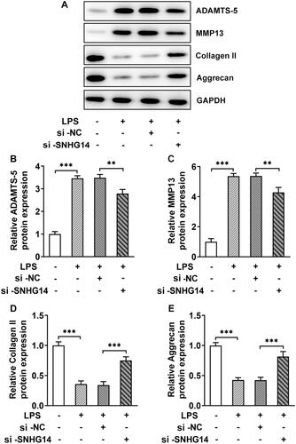 Figure 3. The effect of SNHG14 knockdown on the protein levels of ADAMTS-5, MMP13, Collagen II and Aggrecan. (A) The level of ADAMTS-5, MMP13, Collagen II and Aggrecan in chondrocytes were measured by western blotting. (B-E) Quantitative analysis for the expression of ADAMTS-5, MMP13, Collagen II and Aggrecan in different groups. The results are presented as the means ± SD of three independent experiments and statistical significance was determined by one-way ANOVA. **p < 0.01, ***p < 0.001: n = 3.