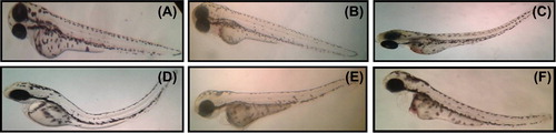 Figure 4. Zebrafish embryos exposed to different concentrations of 100–200-nm SeNPs. (A- control; B-5 μg/ml; C- 10 μg/ml; D-15 μg/ml; E- 20 μg/ml; F- 25 μg/ml).