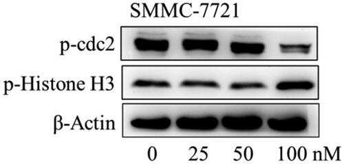 Figure 10. The effects of compound MY-1121 on cell cycle related proteins in SMMC-7721 cell were conducted via Western blotting assay. Cells were treated with indicated concentrations of compound MY-1121 for 48 h.