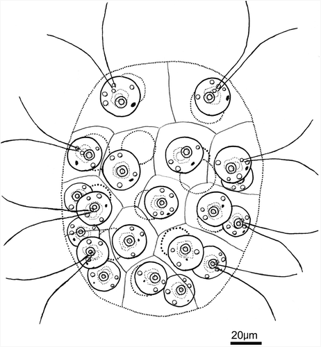 Fig. 8. Line drawing of 32-celled vegetative colony of an aplanosporic strain of Eudorina unicocca originating from Lake Tsukui, Kanagawa Prefecture, Japan.