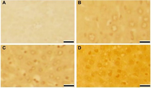 Figure 4 Liver cell apoptosis after 72 hours of exposure to AgNPs.