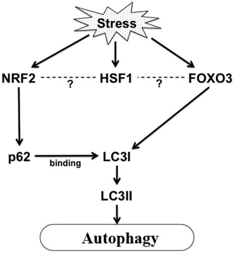 Figure 1. Stress induced activation of autophagy in aging. Proteotoxic stress or ROS or other stress in aging can activate FoxO and Nrf2 which in turn can activate autophagy by activating LC3I and sequestosome 1/p62 respectively. HSF1 is also activated in stress which may regulate transcription of Nrf2 and FoxO3 maintaining protein homeostasis in cells.
