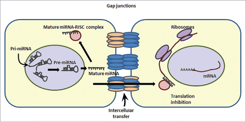 Figure 2. Intercellular transcript regulation via miRNA transfer. miRNAs can enter into neighboring cells via gap junction-mediated transfer. This cartoon demonstrates the ability of a cell (on the left) to transcribe and process the pre-miRNA to mature (single stranded) microRNA. A mature microRNA gets incorporated into RISC (RNA-induced silencing complex) and can target the expression of mRNAs in the same cell via translation inhibition/ transcript degradation or may enter the adjoining cell(s) to inhibit the expression of a specific set of genes in the neighboring cells.