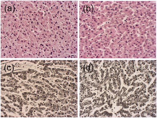 Figure 10. Liver parenchyma at preparation temperature 80 °C, (a) HE before mechanical testing, (b) HE after mechanical testing, (c) Gomori before mechanical testing, (d) Gomori after mechanical testing.