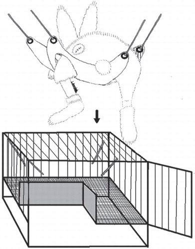 Figure 1. Suspension of the operative hind limb in a custom-designed sling.
