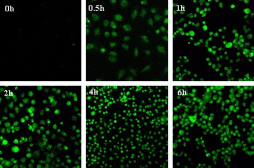 Figure 4. Fluorescent imaging of cellular uptake of Cur-HMN at different times after incubation with the A 785 cells. Available in colour online.
