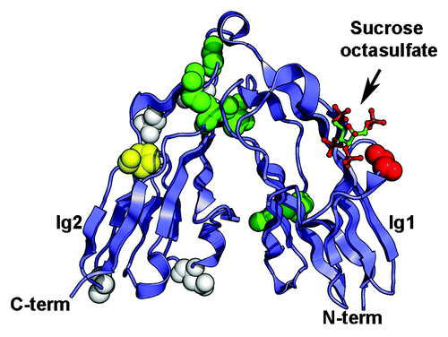 Figure 3. Somatic mutations identified in the Ig1-Ig2 tandem repeats of type IIa RPTPs. Mutations in LAR, PTPRD and PTPRS are shown on the structure of human LAR bound to the glycosaminoglycan mimic sucrose octasulfate (PDB ID 2YD8Citation69). The sucrose octasulfate is shown in ball-and-stick representation. The residues that are mutated in cancers are shown as spheres colored based on the predicted effects of the location of the mutations (yellow, buried; green, interdomain interface; red, ligand interface; white, solvent exposed). The expected effect of the mutations in yellow would be to disrupt the folding of the Ig domain while mutation of the residues colored green is expected to disrupt the interface between Ig1 and Ig2. Introducing a glycine to glutamate change at position 61 (shown in red in the structure) is expected to impair interactions with the ligand. The potential effects of mutating residues colored white are unknown.