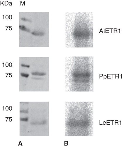 Figure 7. Autoradiography showing kinase activity of purified receptors AtETR1, PpETR1 and LeETR1. The receptor proteins were detected by Ponceau S staining (A) and incorporation of 32P (B). Molecular weight marker: lane M, Precision Plus Dual Color Protein Standards.