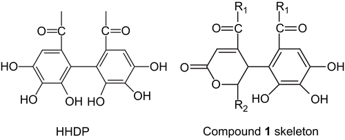 Figure 1.  Hexahydroxydiphenoyl (HHDP) moiety (left) and compound 1 skeleton (right).