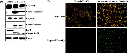 Figure 3. Saussurea lappa extract caused caspase-3-dependent apoptosis. Caspase-9, cleaved caspase-9, caspase-3, cleaved caspase-3, PARP and cleaved PARP protein levels were determined by western blot analysis. Whole-cell lysates (50 µg/lane) were subjected to immunoblotting for the indicated proteins. Probing with β-actin was used to show equal protein loading (A). Activation of caspase-3/7 by Saussurea lappa extract treatment in living KB cells. The cells were treated with 30 μg/ml of Saussurea lappa extract for 24 h and followed by adding specific cell-permeable substrate Phiphilux G1D2. Caspase-3/7 activity was visualized by fluorescence microscopy (B).