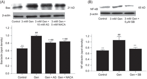 Figure 7.  Effects of AG and NACA on Bax protein expression (A) and the effect of SB203580 on NF-κB protein expression (B). The values are mean ± SD (n = 3).Notes: **p < 0.01 versus Gen treatment. ##p < 0.01 versus control.