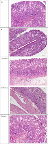 Figure 4. Histological analysis of rats’ stomach sections stained with H&E (100x magnification).