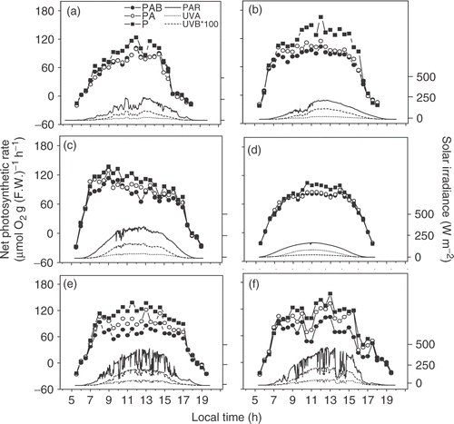 Fig. 2. Diurnal photosynthetic O2 evolution of Gracilaria lemaneiformis thalli exposed to PAR alone (P), PAR+UV-A (PA) and PAR+UVR (PAB) associated with solar radiations (PAR, UV-A and UV-B) on March 16 (A), March 21 (B), April 20 (C), May 23 (E) and May 28 (F), 2004, and on September 29, 2006 (D, under controlled temperature at 21.5–22.5°C and reduced solar radiation) to simulate the cloudy day, April 24, 2004. The temperature of the flowing-through seawater ranged 16–18°C on March 16, 17–19°C on March 21, 21–23°C on April 20, 26–28°C on May 23, 26–28°C on May 28.