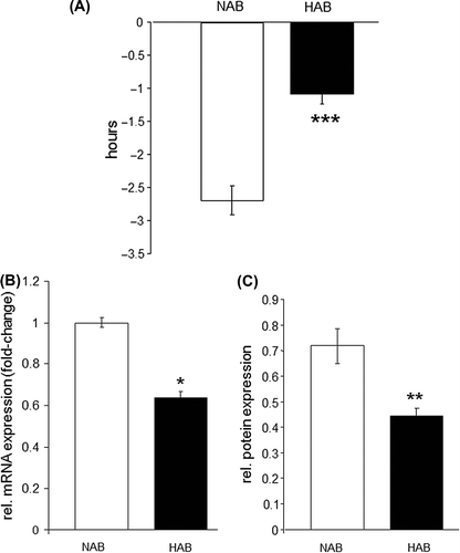 Figure 4. Phase shift response is blunted in HAB mice. (A) A light-induced phase shift at CT 16 reveals a significantly diminished response in HAB mice as evidenced by a more than 50% reduction in the light-induced phase delay (hours). (B) and (C) Expression of Cry2 is significantly reduced at the mRNA level (B) and the protein level (C) in hippocampal tissue of HAB compared to NAB mice. *P < 0.05, **P < 0.01, ***P < 0.001; data displayed as mean ± SEM.