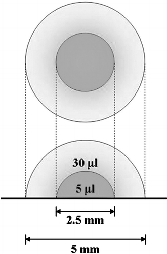 Figure 1 Schematic of the structure of double-layered, collagen gel hemispheres.