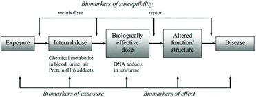 FIGURE 1 Exposure-response continuum showing the stages targeted by biomarker development (Manini et al., Citation2007). © Elsevier. Reproduced by permission of Elsevier. Permission to reuse must be obtained from the rightsholder.