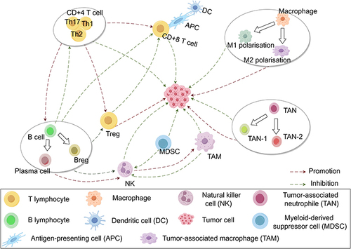 Figure 1 Crosstalk between cancer cells and TME cells. T lymphocytes mainly include CD4+ T cells, CD8+ T cells and Tregs, of which CD4+ T cells can differentiate into T helper 1 (Th1 cells) and T helper 2 (Th2 cells). Th1 cells can enhance the killing ability of T lymphocytes and activate macrophages; Th2 cells can assist B lymphocytes (B cells) to produce specific antigens and exert anti-tumor function; meanwhile, CD4+ T cells can recruit CD8+ T cells and promote tumor growth. Regulatory T cells (Tregs) can reduce NK cells and promote the depletion of effector T cells. TIL-Bs can reduce NK cells and promote the depletion of effector T cells. Secretion of IL-10 or TGF-β by regulatory B cells impairs antitumor immunity and converts quiescent CD4+ T cells into Tregs. NK cells secrete proinflammatory phenotypes that maintain tumor-associated macrophages (TAMs) and tumor-associated neutrophils (TANs). TANs differentiate into TAN-1 and TAN-2, of which TAN-1 inhibits tumor growth and TAN-2 promotes tumor cell proliferation and metastasis. Mature cells (DC cells) have strong antigen-presenting ability, and can block T cell cycle or apoptosis, and induce Treg cell differentiation. Macrophages are mainly polarized into M1 and M2 macrophages, most of which have antigen-presenting capacity.
