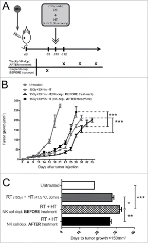 Figure 6. Impact of local treatment of established tumors with 15 Gy plus hyperthermia and NK cells on tumor growth retardation. Viable B16 tumor cells were injected into the flank of C57BL/6 mice. 10 d later, after tumor establishment, the tumors were locally irradiated with 15 Gy and 4 h later additionally locally treated with hyperthermia (HT, 41.5°C for 30 min). NK cells were either depleted weekly after the local treatments or 2 d before (A). Concomitantly, the tumor growth at was monitored over days (B–C). ***p < 0.001 determined by two-way ANOVA, Bonferroni post-test. Additionally, the days to tumor growth >150 mm2 was recorded (D). *p < 0.05; **p < 0.01; ***p < 0.001 determined by one-way ANOVA, Bonferroni test. Representative data of two independent experiments, each with five mice per group, are presented as mean ± SD.