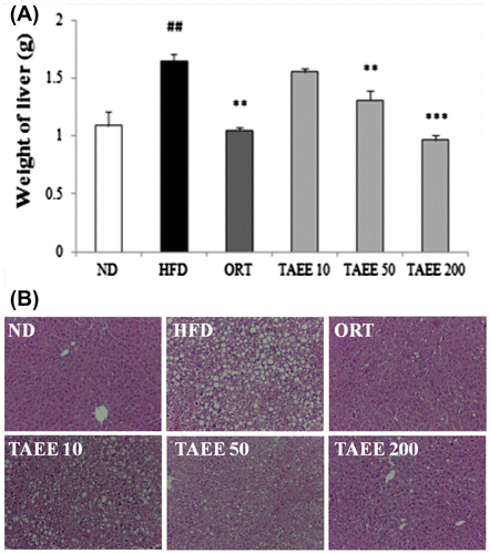 Fig. 2. Effect of TAEE on a weight and histological changes of liver in HFD-induced obese mice.