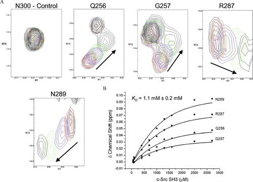 Figure 5 Change in chemical shift position on Cx40CT binding to the c-Src SH3 domain. (A) 1H15N-HSQC titration of 15N-Cx40CT with unlabeled SH3 in which Cx40CT:SH3 concentration ratios ranged from 1:0 to 1:32. Each titration contained the same concentration of 15N-Cx40CT (100 μ M) with different concentrations of the c-Src SH3 domain. The cross-peak color changes according to the concentration ratio (Cx40CT:SH3 1:0 [black], 1:1 [green], 1:7 [blue], 1:13 [red], 1:32 [black]). The arrow points in the direction of the increasing SH3 concentrations. Titrations of 1:0.6, 1:4, 1:10, 1:16, and 1:24 were also collected and used for calculating the dissociation constant (B), but were not included for easier visualization of the chemical shift changes. N300 is the control demonstrating a Cx40CT residue that did not shift. (B) The dissociation constant (KD) for the Cx40CT/SH3 interaction was estimated by fitting the change in chemical shift (Δ δ) for Cx40CT residues G257, Q256, R287, and N289 as a function of SH3 concentration. The Δ δ was calculated according to the formula Δ δav = √((Δ δHN)2+ (Δ δ N/5)2).