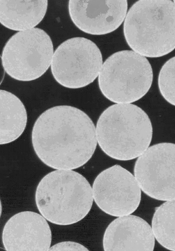 Figure 4. Photomicrograph of freshly prepared alginate‐poly‐L‐lysine alginate artificial cell microcapsules (250 µm diameter) containing Lactobacillus delbrueckii.