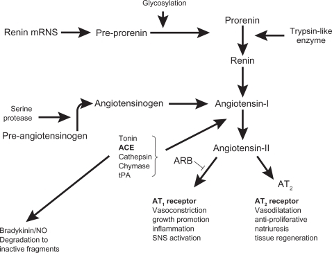 Figure 1 Scheme of the renin-angiotensin system.