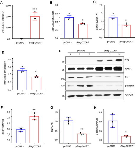 Figure 5. Overexpression of CXCR7 inhibits FN and β-catenin expression.(A–D) Graphical representations showing the relative mRNA levels of CXCR7, α-SMA, FN and Collagen I versus those in the pcDNA3 group. *P < 0.05, ***P < 0.001. n = 3. (E) Representative micrographs of WB and quantitative statistical data showing the protein levels of (F) CXCR7, (G) FN and (H) β-catenin in each group. *P < 0.05, **P < 0.01. n = 3.