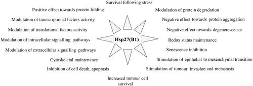 Figure 1. Cellular functions of HspB1. In addition to its well-known ability to protect cells against heat shock and other types of injuries, constitutively expressed HspB1 plays a major role in many different cellular processes, such as those listed in the figure.