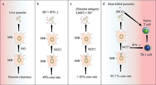 Figure 1. Immunotherapy for the treating leishmaniasis.