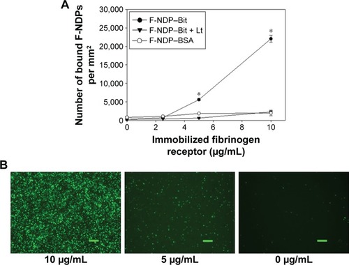 Figure 4 Quantification of adhesion of F-NDP–Bit and F-NDP–BSA to immobilized fibrinogen receptor.Notes: PFR was immobilized on eight-well glass chamber slides, and the experiment was performed in the absence or presence of Lt (4.67 μmol/mL). Images were analyzed under fluorescence microscope (400×) using oil objective. (A) Numbers of F-NDPs were estimated using ImageJ software. Error bars represent SD for three independent pictures taken for each concentration of fibrinogen receptor. *Difference between Lt-treated and nontreated samples of F-NDP–Bit (P<0.01). (B) Representative images of adhered F-NDP–Bit to selected concentrations of immobilized PFR (indicated). Scale bars =20 μm.Abbreviations: Bit, bitistatin; BSA, bovine serum albumin; F-NDPs, fluorescence nanodiamond particles; Lt, lotrafiban; PFR, platelet fibrinogen receptor.