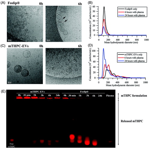 Figure 2. Cryo-TEM images of (A) Foslip® and (C) mTHPC-EVs. Arrows show membrane fragments of Foslip®. Scale bar: 100 nm. mTHPC concentration was 10 mM. Histograms of (B) Foslip® and (D) mTHPC-EVs particles distribution obtain by NTA. (E) Fluorescence profile of mTHPC formulations after migration in agarose gel showing mTHPC leakage from nanocarriers. Nanocarriers were incubated in PBS (0 h) or 20% murine plasma at 37 °C. mTHPC concentration was 20 µM.