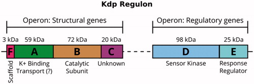 Figure 1. The Kdp K+-uptake system is closely regulated at the transcriptional level. The control is mediated by the sensor kinase KdpD and the response regulator KdpE, which are expressed constitutively. In an environment with K+ deficiency, KdpD phosphorylates KdpE, which then promotes transcription of the kdpFABC operon and expression of the KdpFABC complex.