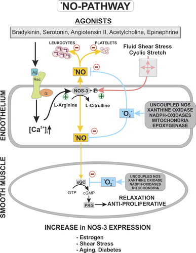 Figure 2. The vascular •NO signaling cascade and the antagonizing •O2−. Agonist stimulation of endothelial cells, including angiotensin II, acetylcholine, serotonin, etc., or shear stress causes activation of endothelial NO synthase by a transient increase in intracellular calcium or phosphorylation. •NO as a freely diffusible molecule can easily cross cell membranes and activate soluble guanylyl cyclase in smooth muscle cells, increasing intracellular cGMP levels. Protein kinase G is activated and can cause a decrease in intracellular calcium [Ca2 + ]i and mediates the dephosphorylation of myosin light chain leading to vasorelaxation. Superoxide can react with and reduce free •NO, impairing the •NO-cGMP signaling pathway. Inactivation of soluble guanylyl cyclase by superoxide has been reported, too. Various superoxide sources in the endothelium and vascular smooth muscle cells have been identified, including mitochondria, uncoupled NO synthase, xanthine oxidase, NADPH oxidases, and epoxygenase. Depending on the model and pathology, different sources of •O2− can be activated. (Ag = agonist; [Ca2 + ]i = intracellular calcium; NOS-3 = endothelial NO synthase; sGC = soluble guanylyl cyclase; •NO = nitric oxide; cGMP = cyclic guanosine monophosphate; Rec = receptor; •O2− = superoxide anion)
