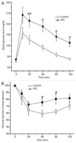 Figure 3. (A) Control and MS rats, were intraperitoneal (i.p.) injected with glucose (2 g/kg body weight), control in white and MS rats in black symbols. Blood glucose was measured at time shown. Data expressed as mean ± SE **p < 0.05; *p < 0.01 compared with control (n = 27). (B) Insulin (0.2 U/kg body weight) was administered i.p. via to both groups, blood glucose was measured at time shown. Data expressed as mean ± SE, #p < 0.05; compared with control (n = 6).