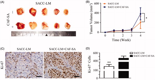 Figure 4. CAF-SA promotes SACC growth in nude mouse models. (A) Photos of SACC-LM xenografts with or without CAF-SA. (B) Tumor volume analysis. CAF-SA-CM promoted SACC-LM growth significantly at Week 4, compared to controls (n = 5, two transplanted sites/nude mouse, *p < .05). (C) Typical xenografts of SACC-LM transplanted with or without CAF-SA after Ki67 immunostaining. Scale bar = 50 μm. (D) Quantification of Ki-67 staining. Positive cells significantly increased in the SACC-LM + CAF-SA group, compared to the SACC-LM group. (**p < .01).