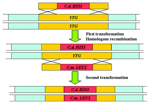 Figure 3. Strategy of the fusion PCR and heterologous markers used for gene disruption in C. albicans.Citation45 YTG, your target gene. C. d, Candida dubliniensis; C. m., Candida maltosa.