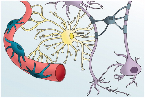 Figure 1. The BBB and the neurovascular unit. The blood brain barrier consist of a modified endothelium, which overexpresses tight junctions and Adherens junctions, surrounded by pericytes, astrocytical processes and neurons.