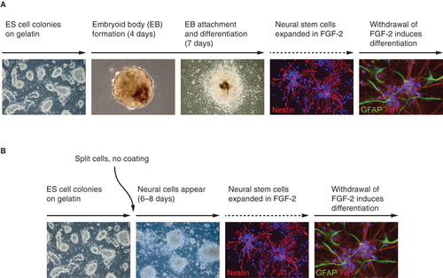 Figure 2. In vitro differentiation of ES cells to neural stem cells. A: Neural stem cells via embryoid body formation. B: Neural stem cells via monolayer differentiation.