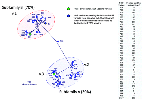Figure 2. The phylogenetic tree of factor H binding protein (fHBP) variants expressed by meningococcal serogroup B (MnB) strains killed in serum bactericidal antibody assay with human complement (hSBA). The phylogenetic tree of fHBP proteins is based on a clustal alignment and drawn using MEGA 5. Subfamily B (≈70% of isolates) is equivalent to variant 1, and subfamily A (≈30% of isolates) encompasses variants 2 and 3.Citation27,Citation41 The fHBP proteins included as components of the Pfizer lipidated bivalent rLP2086 vaccine are indicated in green. Novartis 4CMenB variant 1.1 = B24.