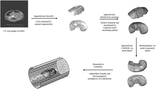 Figure 3. Workflow for building 3 D models of rabbit liver from CT scan images: CT scan images of rabbit liver were first imported into Slicer3D and the liver was extracted by manual segmentation. The file was then imported into MeshLab for meshing and smoothing of sharp edges to allow for import into finite element software for simulations. File was then imported into COMSOL via mesh import option and converted into geometry. The geometry is then remeshed in COMSOL and multi-physics is added for simulations.
