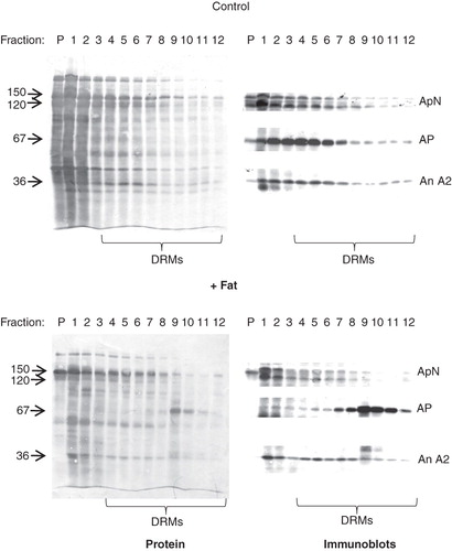 Figure 4. DRM analysis of lipid-treated microvillar membrane vesicles. Microvillar membrane vesicles were prepared, treated with a fat mixture, extracted with Triton X-100, and fractionated by sucrose gradient centrifugation as described in Methods. In the control, most of the protein in DRMs, including aminopeptidase N (ApN), alkaline phosphatase (AP), and annexin A2 (An A2) were mainly seen in the high-density floating fractions (4–8). The fat mixture treatment caused a specific redistribution of AP to the low-density floating fractions (9–12).
