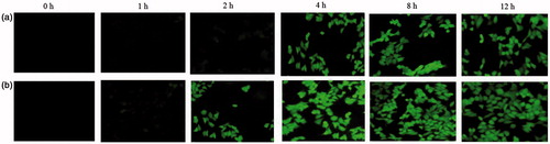 Figure 3. Fluorescence image after the cells were incubated with fluorescent (a) TS-CS micelles and (b) TSCS.