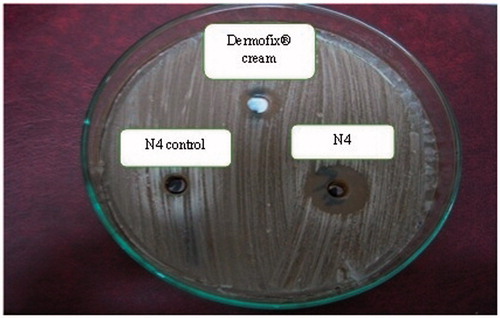 Figure 2. Microbiological activity of the selected nPEVs formula N4, the marketed Dermofix® cream and the blank N4 against Tricophyton rubrum using agar diffusion technique.