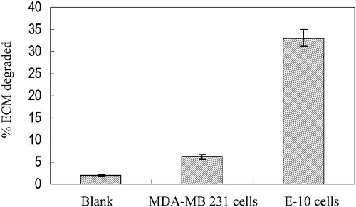 Figure 2 ECM degradative activity mediated by MDA‐MB231 versus E‐10 cells. MDA‐MB 231 or E‐10 cells at a density of 2.8×105 cells/cm2 were plated on a [3H]‐proline labelled ECM plate. Supernatants were removed after 2‐day incubation and assayed for radioactivity. The residual radioactivity in each well was then solubilized with NaOH and determined.