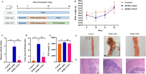 Figure 1. TXYF treatment could alleviate the symptoms of DNBS-induced ulcerative colitis (UC) in rats. (A) Experimental design of DNBS-induced UC and TXYF treatment. (B) Changes in body weights of rats. (C) Disease activity index (DAI) score. (D) Colon mucosal damage index (CMDI) score. (E) Tumor necrosis factor-α (TNF-α) level. (F) Microscopic view of the colon of the UC rats. (G) Hematoxylin-eosin (HE) staining of colon from each group. Black arrow represents mucosal architecture and white arrow represents goblet cells. All data are analyzed using ANOVA test and presented as the mean ± standard deviation (n = 8). **p-value < 0.01 compared with Control group, and ##p-value < 0.01, compared with the DNBS-colitis group .